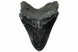 Fossil Megalodon Tooth - South Carolina #307437-2